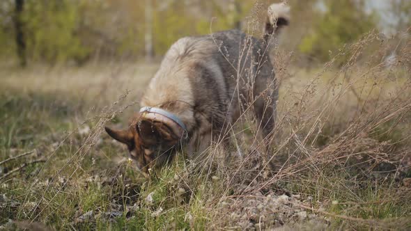 The Dog Digs a Hole in the Garden Forest