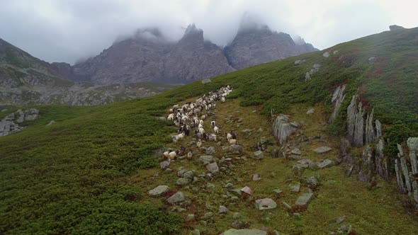 Animals And Mountain