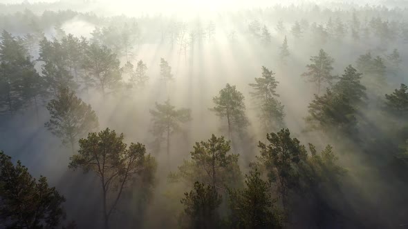 Flying Over the Trees in Misty Pine Forest Penetrated By the Rays of Morning Sun During Sunrise