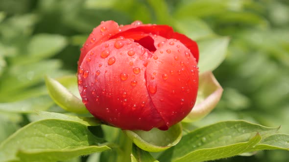 Opening of Paeoniaceae family Peony plant 4K 2160p 30fps UltraHD footage -  Raindrops over Paeonia p