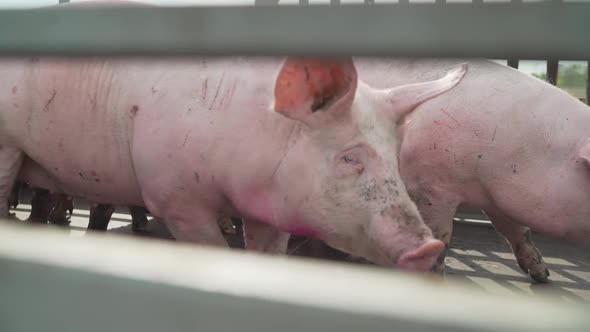 Pigs in the Back of a Car