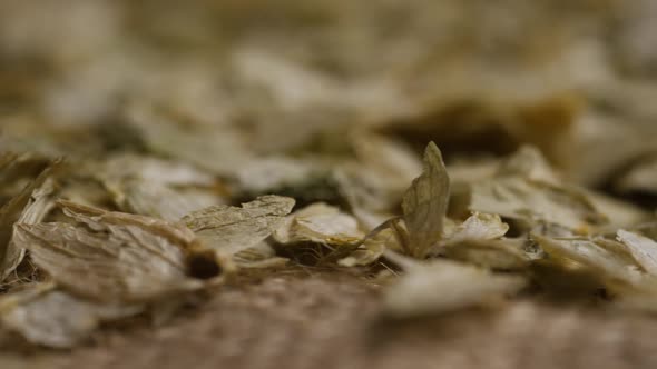 Rotating shot of barley and other beer brewing ingredients 