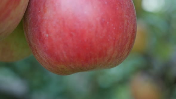 Many organic red fresh apples on the tree branches 4K 2160p 30fps UltraHD  tilting video - Juicy tas