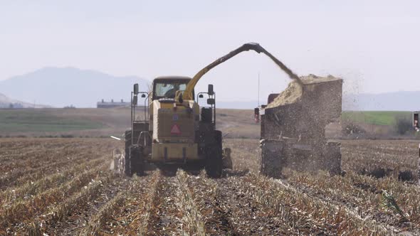 Combine filling truck while cutting cornfield