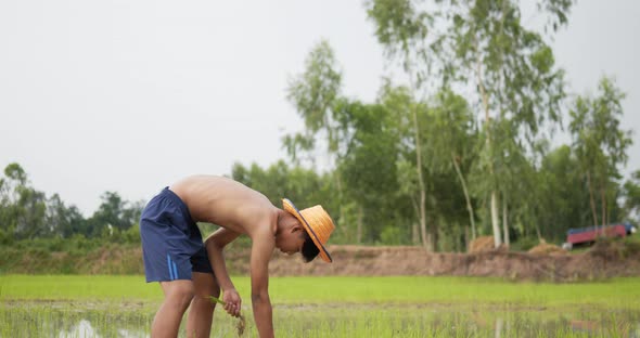 Young adult topless farmer planting seedling of rice in field.