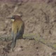 European Beeeater or Merops Apiaster - VideoHive Item for Sale