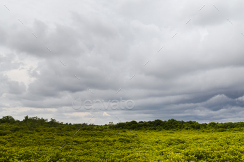 beatiful mangrove forest and rain cloud background.