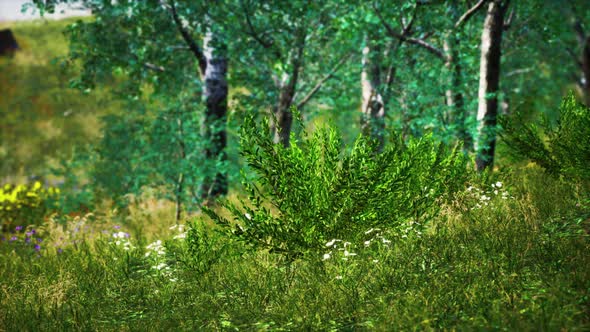 Grass Field and Forest Trees