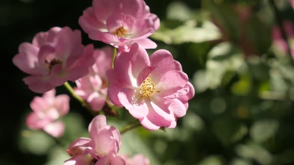 Spring  blossoms of Rosa flower shallow DOF  slow-mo 1080p FullHD footage - Miniature rose hybrid pl