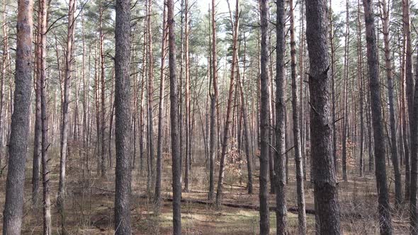 Trees in a Pine Forest During the Day Aerial View