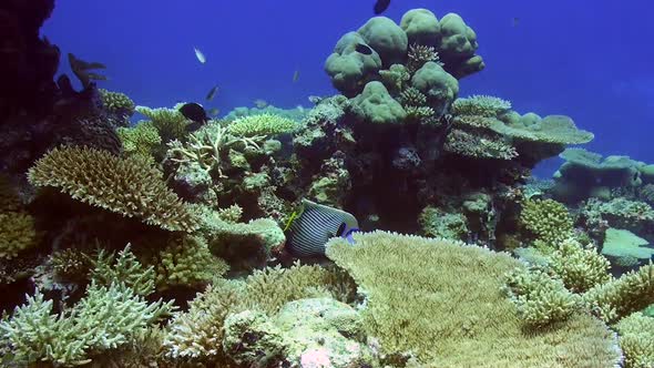 Emperor Angelfish ( Pomacanthus imperator) swimming over coral reef with hard-and table corals