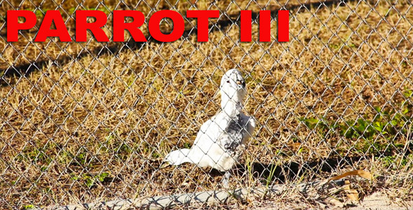 Parrot III
