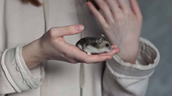 Girl is Holding Hamster in Her Hands