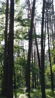 Vertical Video of a Summer Green Forest with Trees During the Day Slow Motion