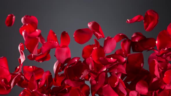 Super Slow Motion Shot of Real Red Rose Petals Explosion on Grey Background at 1000 Fps