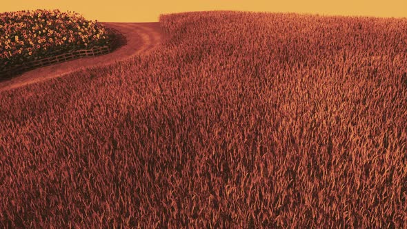 Gold Wheat Field at Sunset Landscape