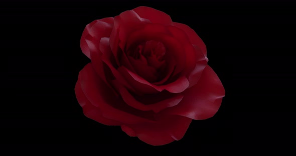 Red Rose