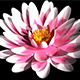 Water Lily Flower - 3DOcean Item for Sale
