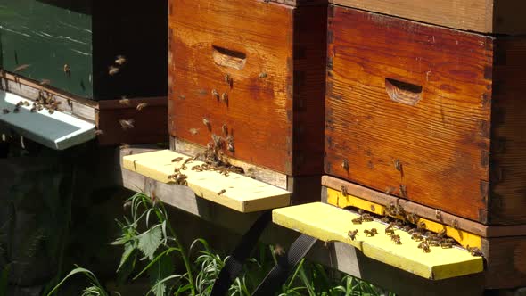 Wooden beehive and bees. Close up of flying bees.