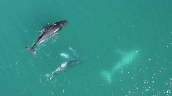 Aerial view of humpback whales.