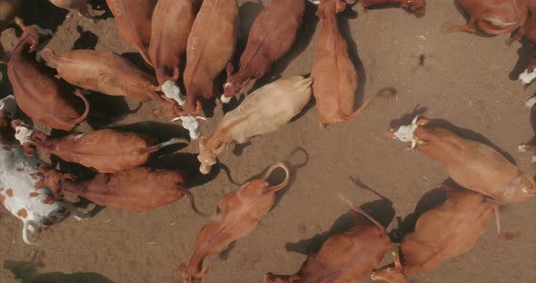 Small cluster of Cattle feeding in a farm, Aerial view.