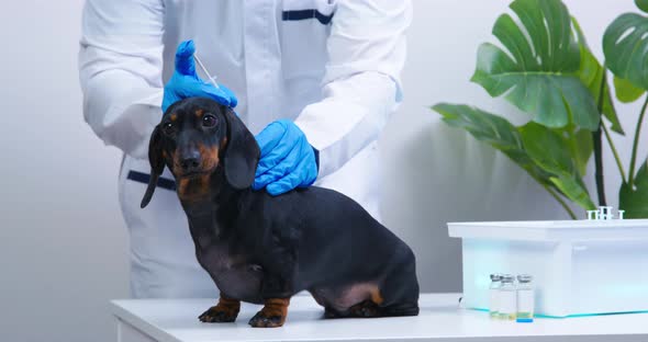 Veterinarian in Uniform Examines Dachshund Dog Before Injection