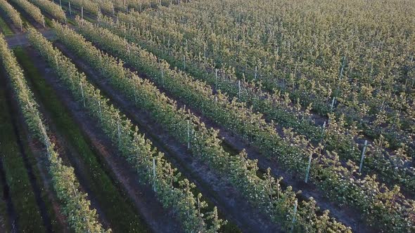 Rows of an Apple Farm Where Apple Trees are Grown