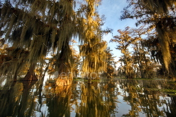 Trees and their reflections in Cypress Swamps