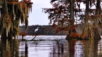 Egret in the Cypress Swamps, USA