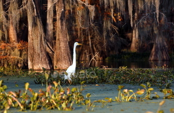 Egret in Cypress swamp, USA