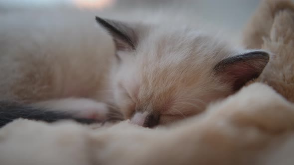 The Little Kitten is Sleeping