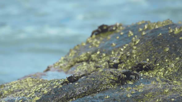 Crabs on the Rock at the Beach