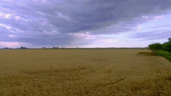 Wheatfield beneath cloudy sky