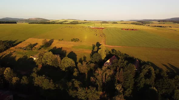 Aerial view of peaceful undulating hills in Czech countryside. Fields, pasture with cattle, and cott