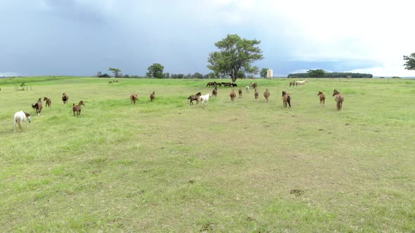 Green pastures of horse farms. Country summer landscape.