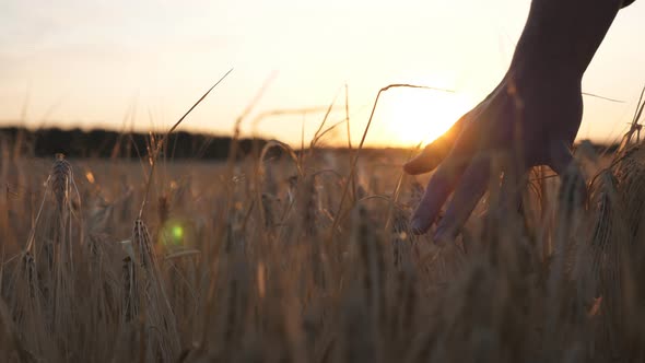 Young Farmer Walks Through the Barley Field and Strokes with Arm Golden Ears of Crop