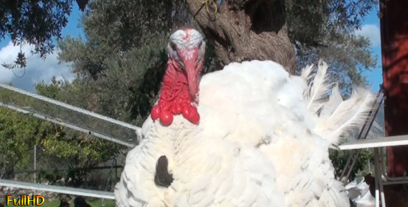 Turkeys (4-pack)