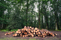 Cut logs in the forest. firewood. Nature - PhotoDune Item for Sale