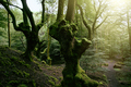 Lush forest with ancient oak trees - PhotoDune Item for Sale