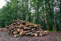 Cut logs in the forest. firewood. Nature - PhotoDune Item for Sale