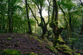 Lush forest with ancient oak trees - PhotoDune Item for Sale