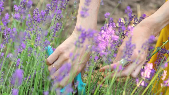 Girl Cutting The Lavender Flowers 2