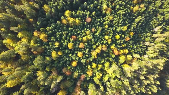 Top down aerial view of bright green spruce and yellow autumn trees in fall forest.