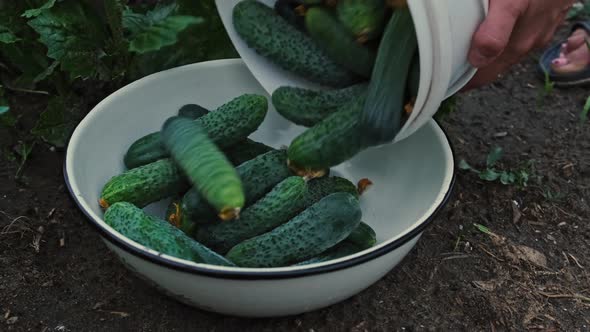 Harvest of Domestic Cucumbers