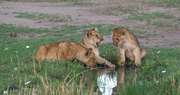 African Lion, panthera leo, cubs drinking Water, Masai Mara Park in Kenya, Real Time 4K