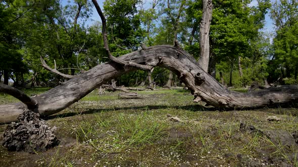 Ghost Forest