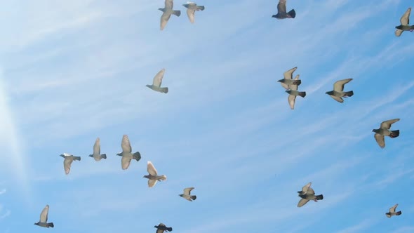 Flock of Pigeons Flying in the Blue Sky at Sunny Day in Slow Motion