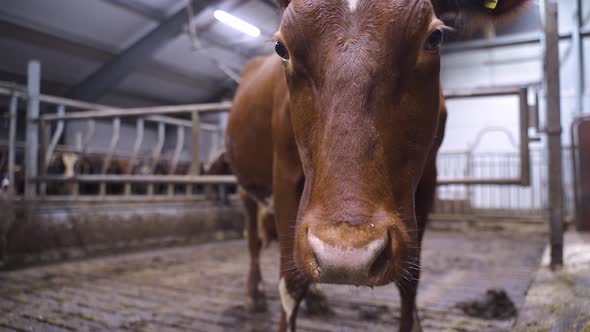 Macro close up of Norwegian red Cow inside barn looking straight into camera. Blurred background.