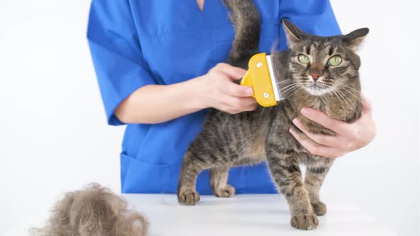 A doctor in a blue coat combs the fur of a cat with a furminator