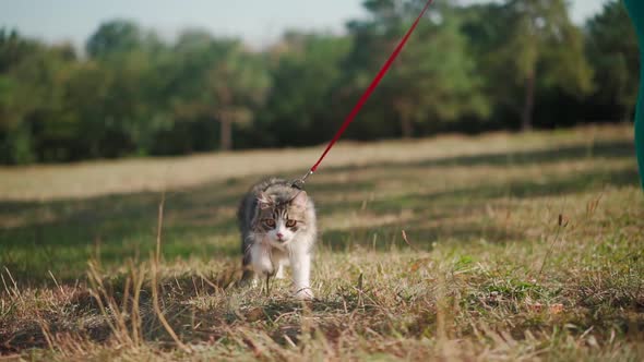 Beautiful athletic woman in a sporty turquoise overalls walks with her fluffy cat on leash in forest